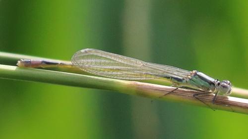 Ischnura elegans